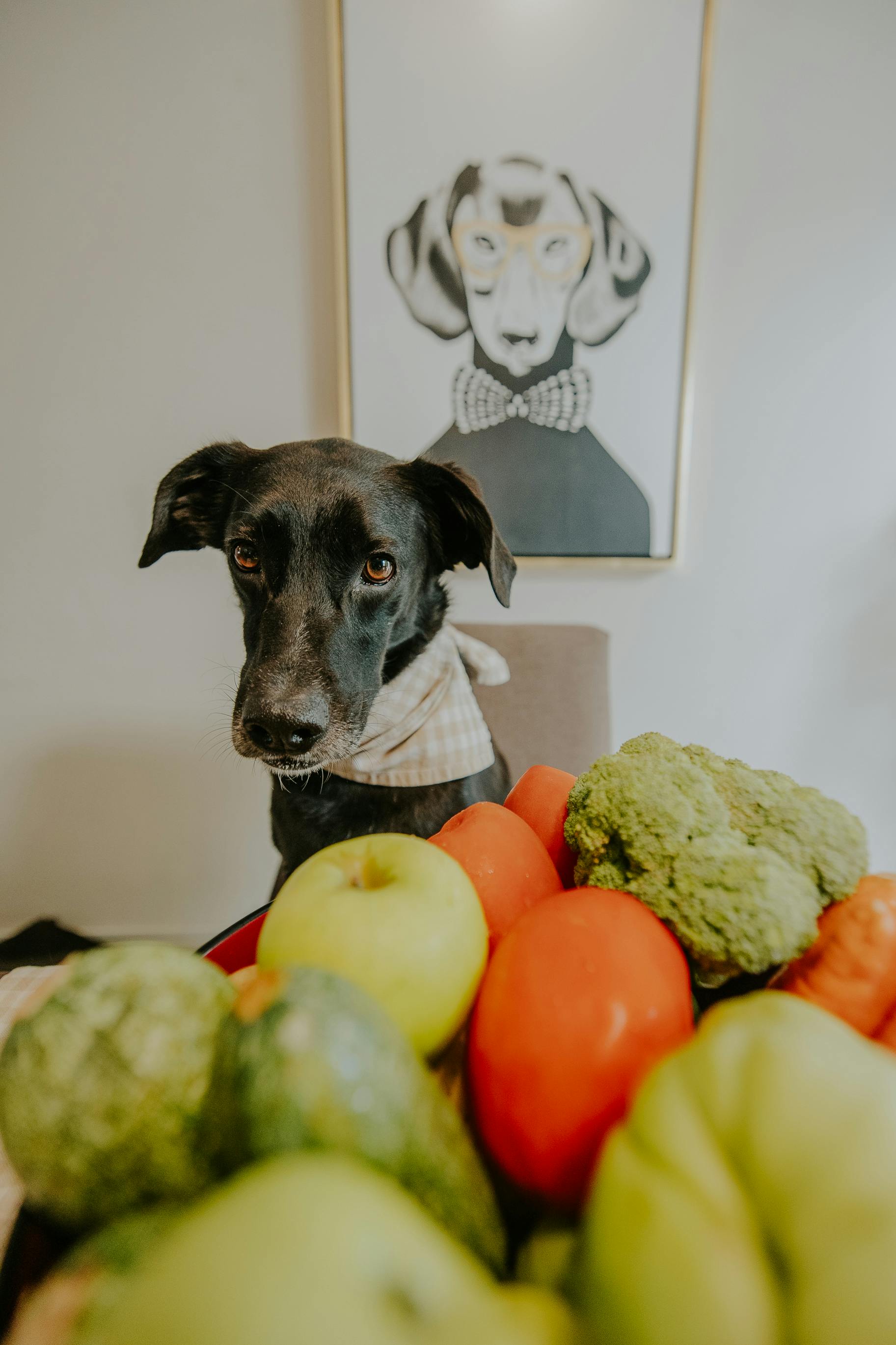 Pet accessories store